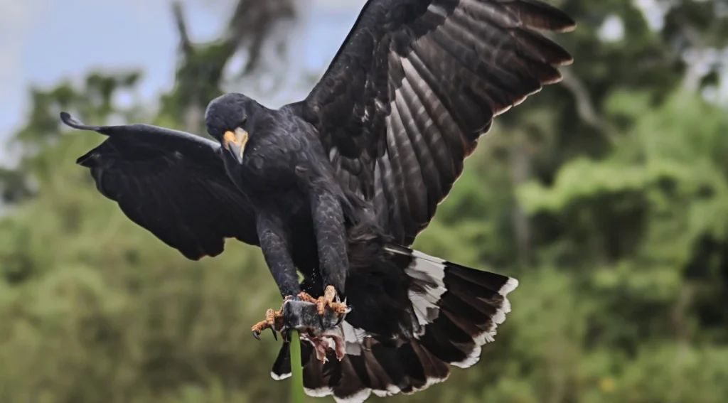 Beatriz 1 e1773240033135